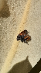 Philaeus chrysops