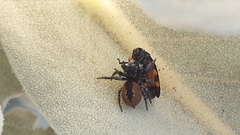 Philaeus chrysops