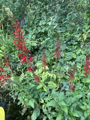 Lobelia cardinalis image