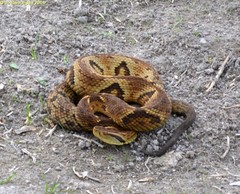 Bothrops jararaca