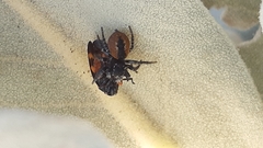 Cercopis intermedia