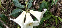Rhododendron dalhousiae