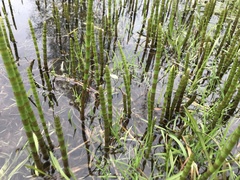 Equisetum fluviatile