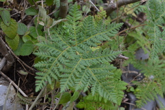 Cheilanthes leucopoda