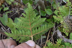 Cheilanthes leucopoda