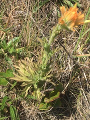 Castilleja litoralis