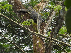 Varanus salvator bivittatus