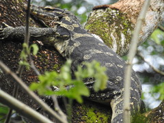Varanus salvator bivittatus