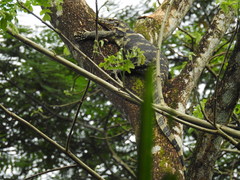 Varanus salvator bivittatus