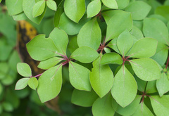 Enkianthus perulatus japonicus