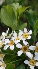 Spiraea hypericifolia obovata