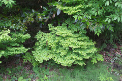 Enkianthus perulatus japonicus
