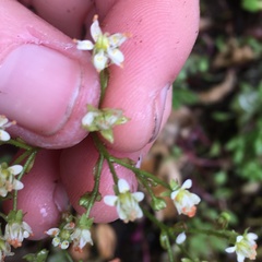 Micranthes marshallii