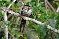 Hydropsalis torquata