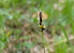 Carex montana