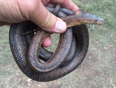 Pantherophis bairdi