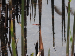 Sympetrum fonscolombii