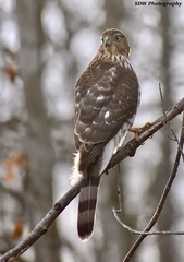 Accipiter cooperii
