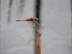 Sympetrum fonscolombii