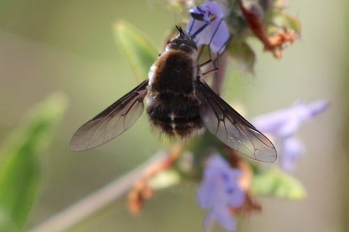 Spear-bearing Bee Fly