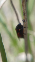 Cercopis intermedia