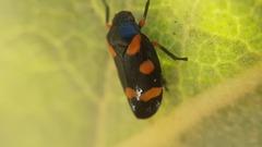 Cercopis intermedia