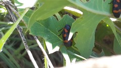 Cercopis intermedia