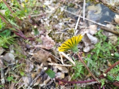 Taraxacum tortilobum