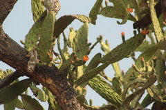 Opuntia lasiacantha