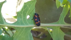 Cercopis intermedia