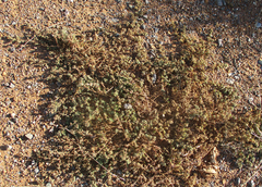 Image of Trianthema transvaalensis