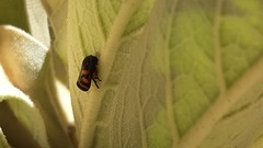 Cercopis intermedia
