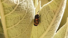 Cercopis intermedia