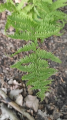 Athyrium filix-femina