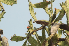 Opuntia lasiacantha