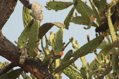 Opuntia lasiacantha