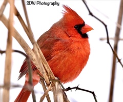Cardinalis cardinalis