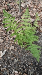 Athyrium filix-femina