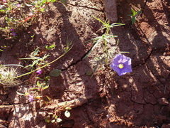 Ipomoea ternifolia leptotoma