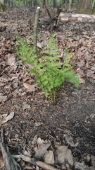 Athyrium filix-femina