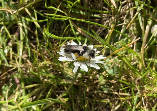Ashy Mining Bee photo 3
