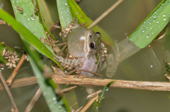 Pseudacris clarkii