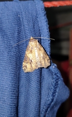 Noctuoidea
