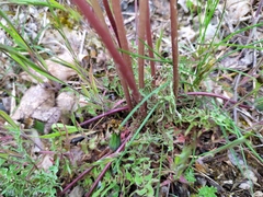 Taraxacum tortilobum