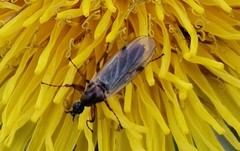 Dilophus febrilis