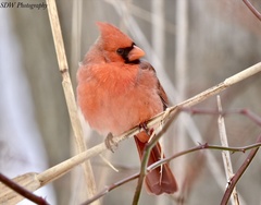 Cardinalis cardinalis