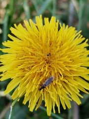 Dilophus febrilis
