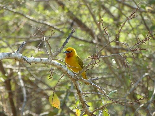 Ploceus ocularis