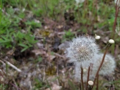 Taraxacum tortilobum