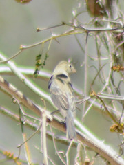 Passerina versicolor